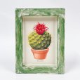画像1: 【Parodia sanguiniflora】M.Romagnoli/Cactus サボテン/額装 (1)