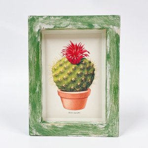 画像1: 【Parodia sanguiniflora】M.Romagnoli/Cactus サボテン/額装